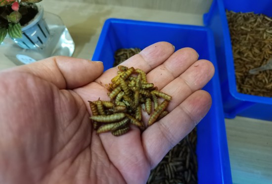 一年減碳117萬噸,上海新一輪垃圾分類滿五年:因為認同所以堅持